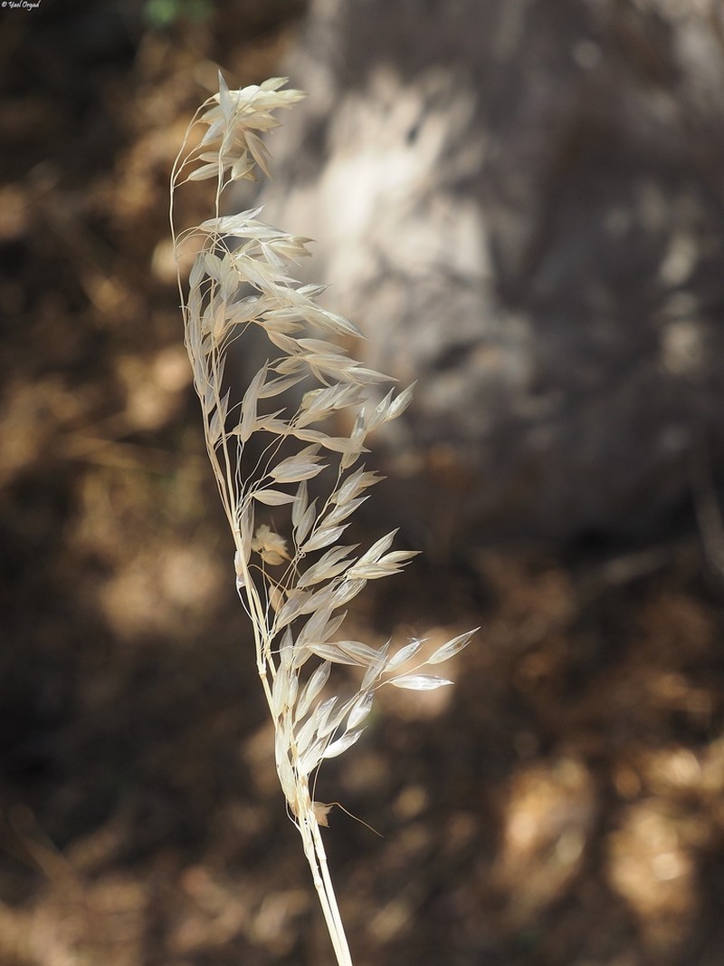 Arrhenatherum palaestinum photo 5