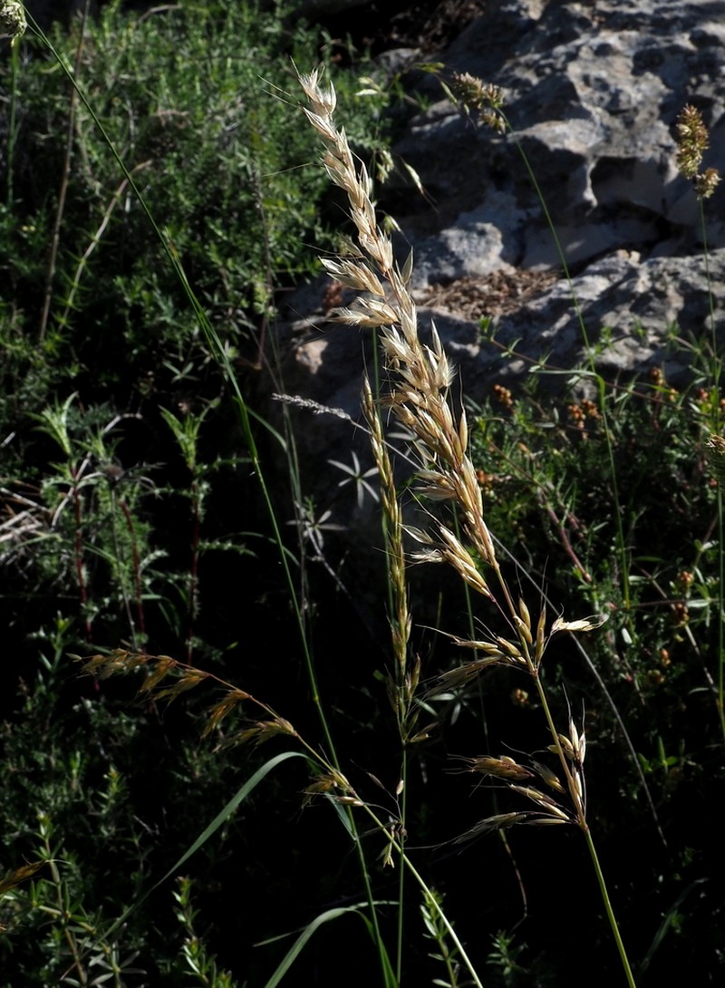 Arrhenatherum palaestinum photo 6