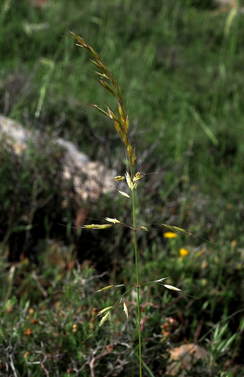 Arrhenatherum palaestinum photo 7
