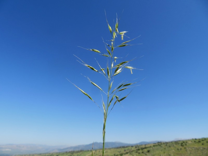 Arrhenatherum palaestinum photo 8