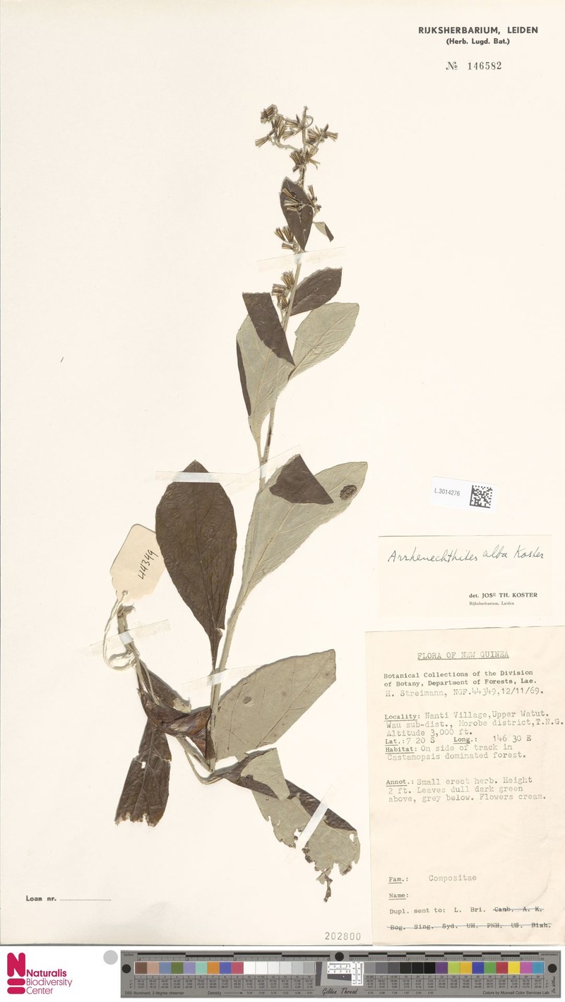 Arrhenechthites albus