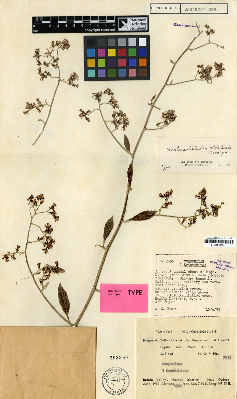 Arrhenechthites albus photo 2