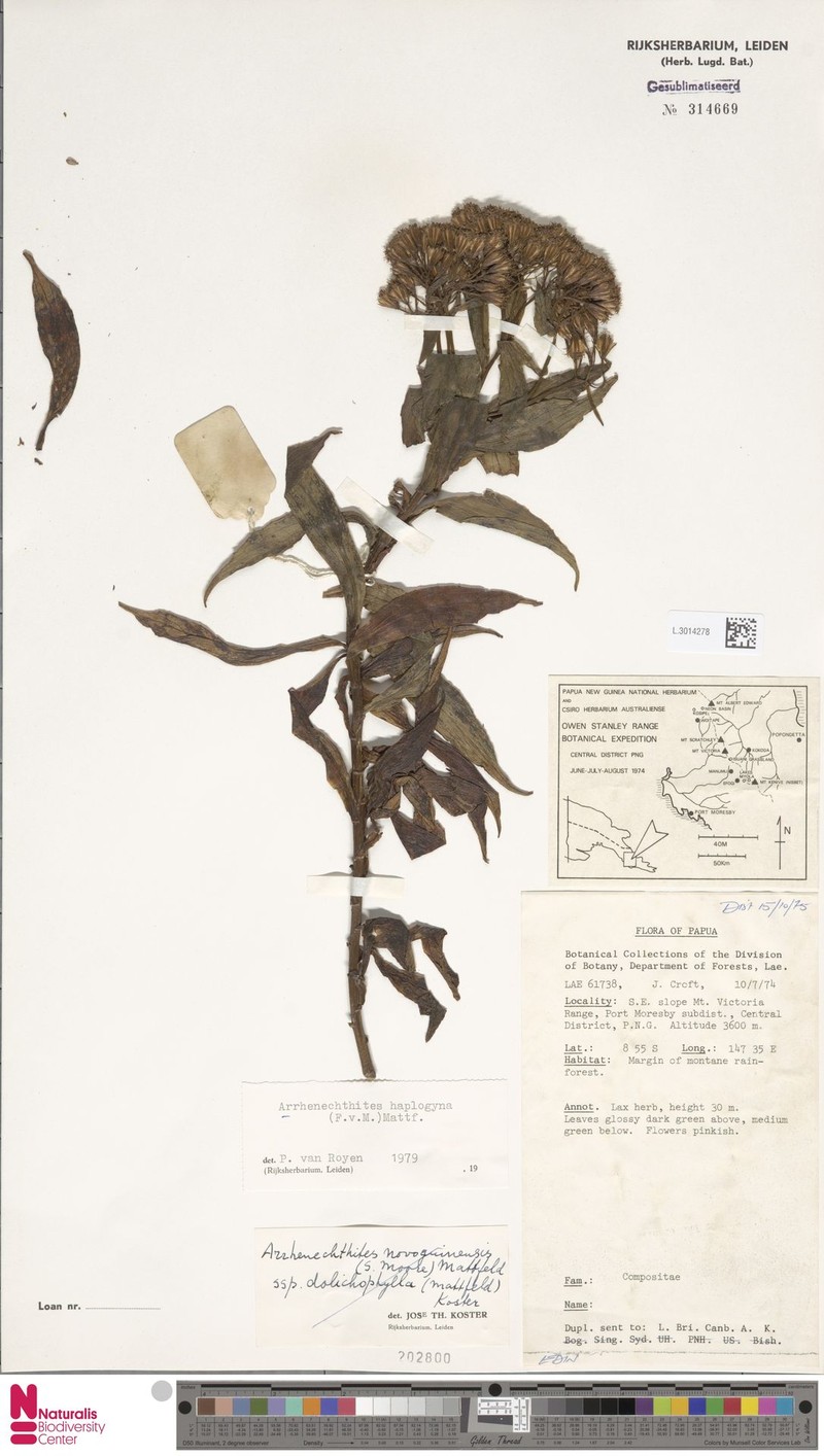 Arrhenechthites haplogynus