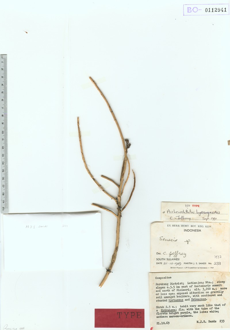 Arrhenechthites hydrangeoides