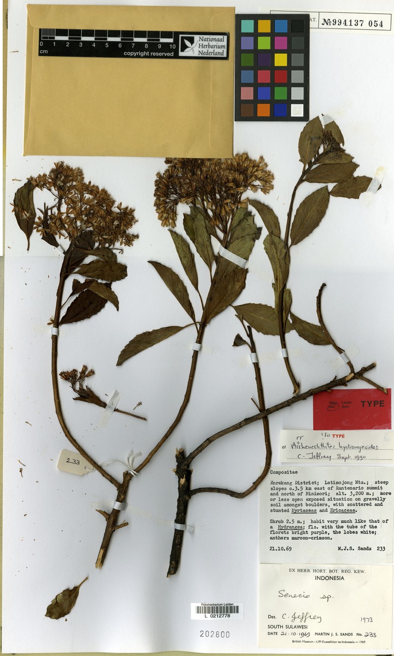 Arrhenechthites hydrangeoides photo 2