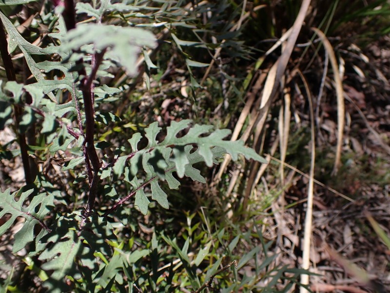 Arrhenechthites mixtus photo 6