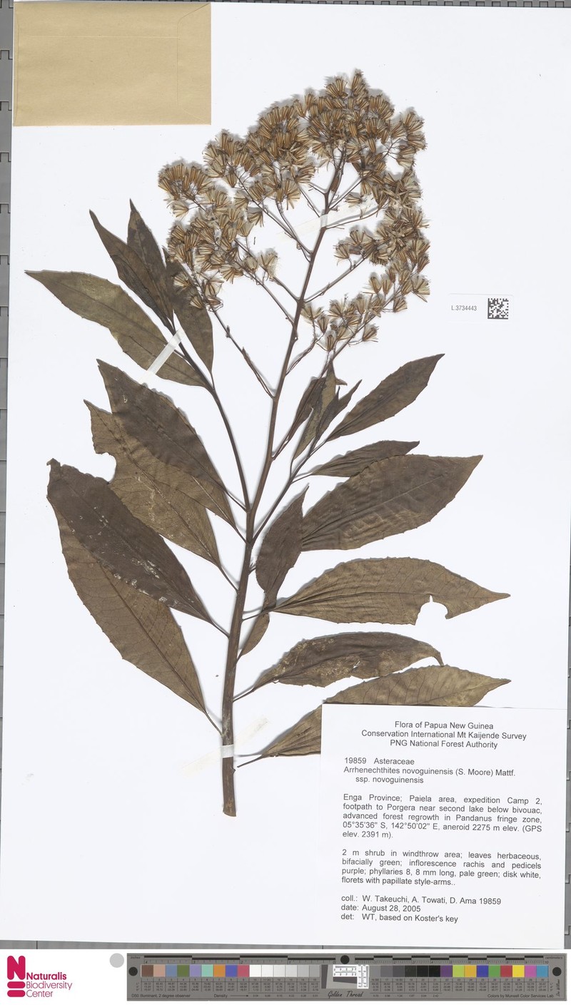 Arrhenechthites novoguineensis