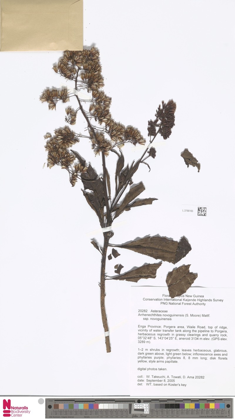 Arrhenechthites novoguineensis photo 2