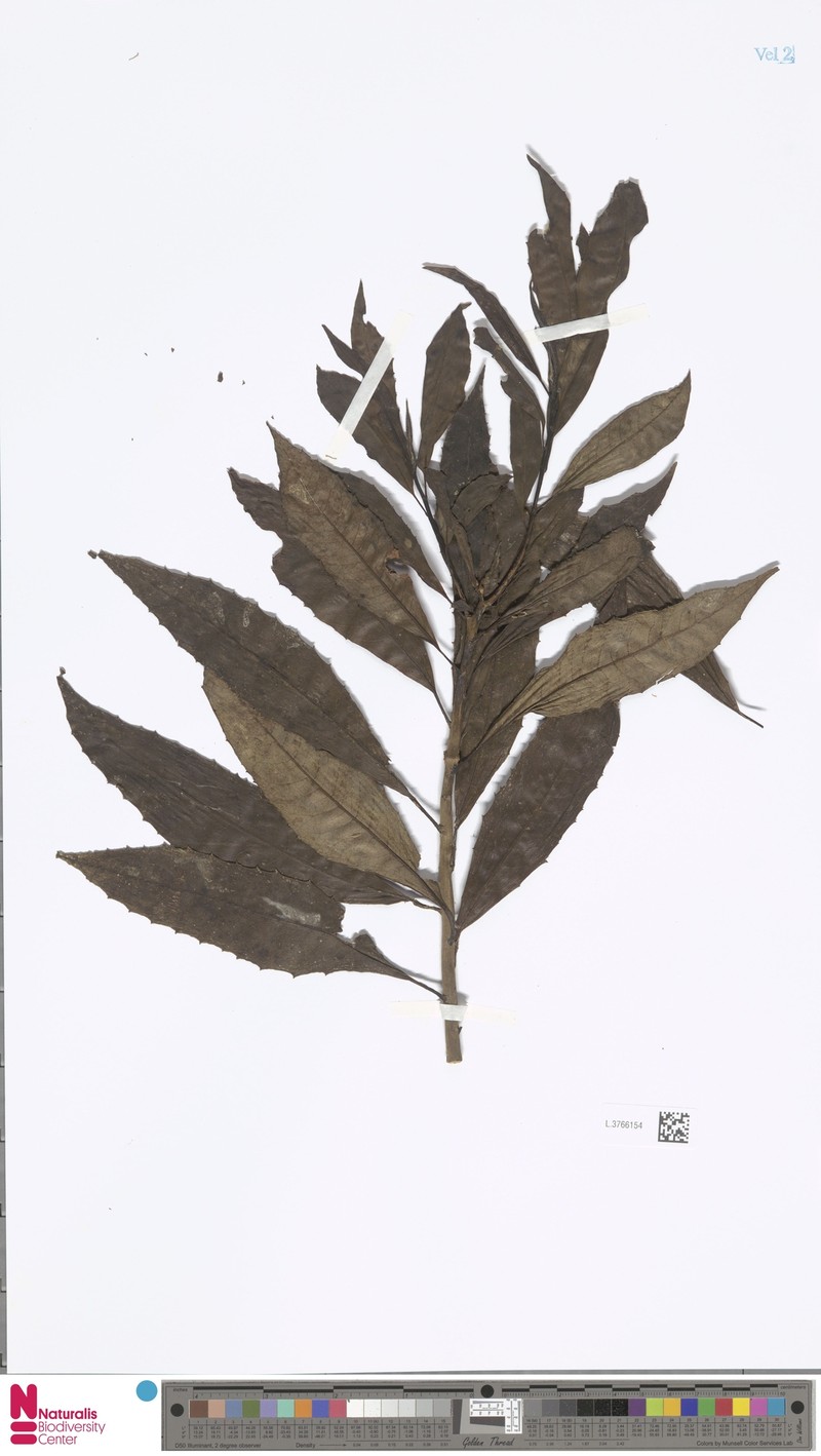 Arrhenechthites novoguineensis photo 3