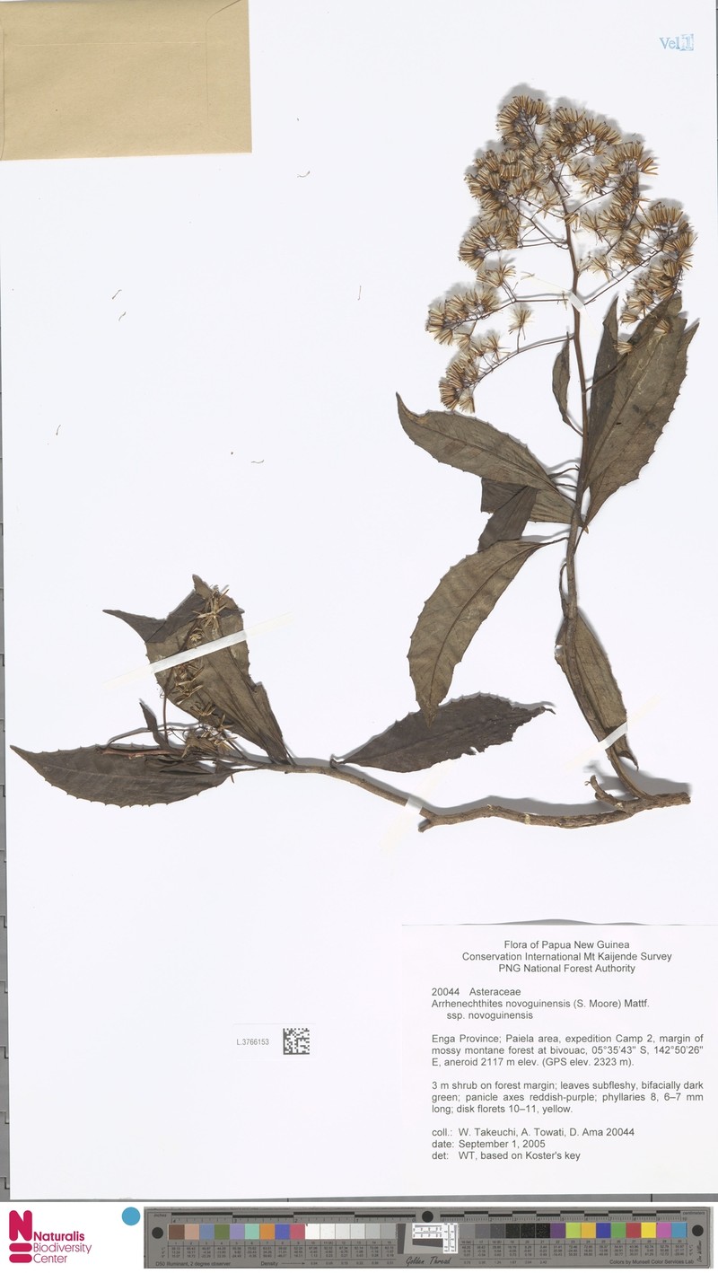 Arrhenechthites novoguineensis photo 4