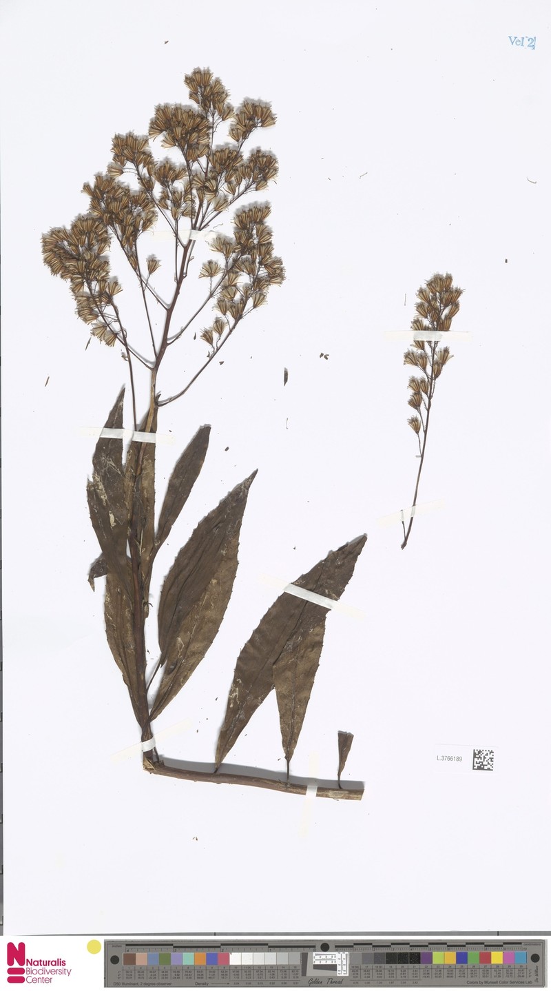 Arrhenechthites novoguineensis photo 5