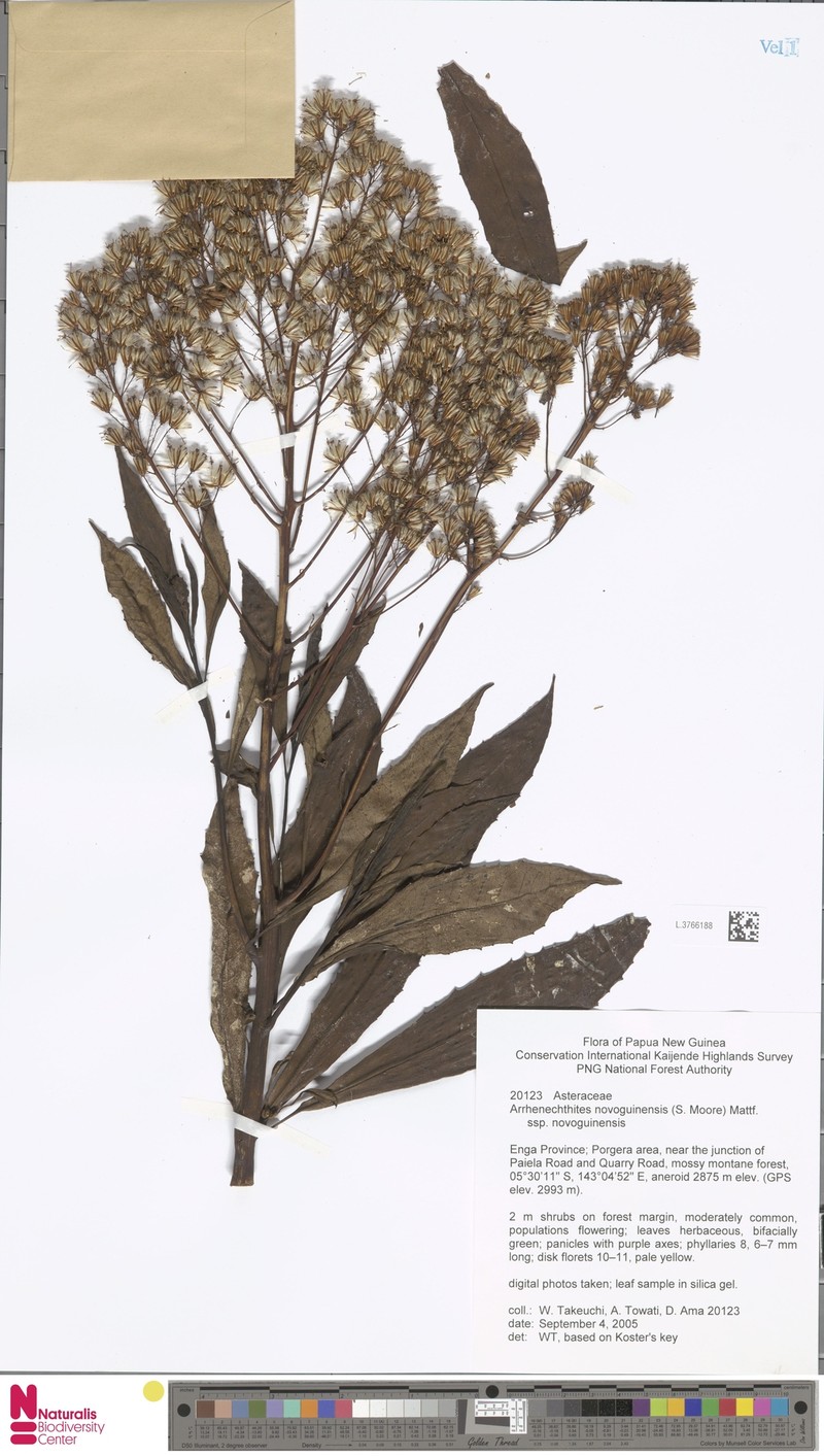 Arrhenechthites novoguineensis photo 6