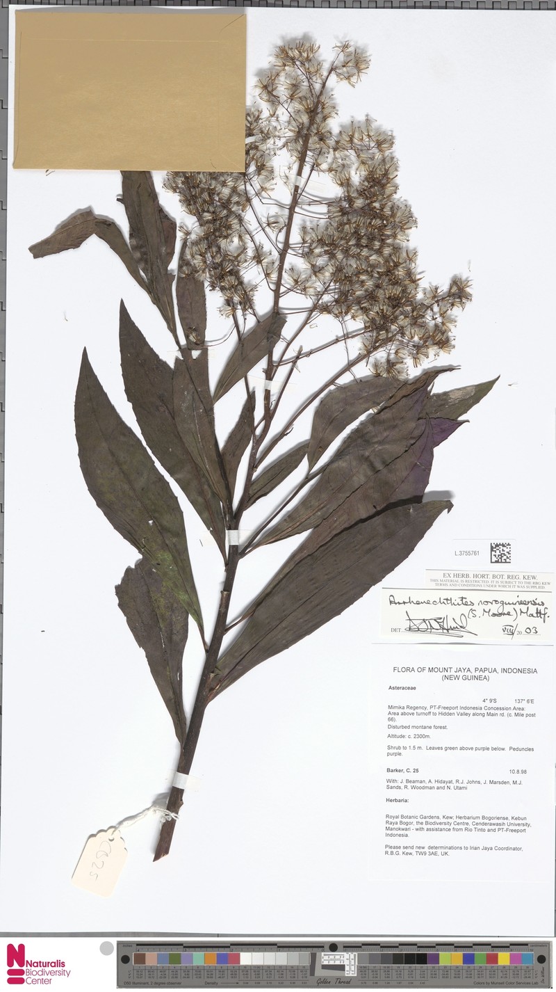 Arrhenechthites novoguineensis photo 7