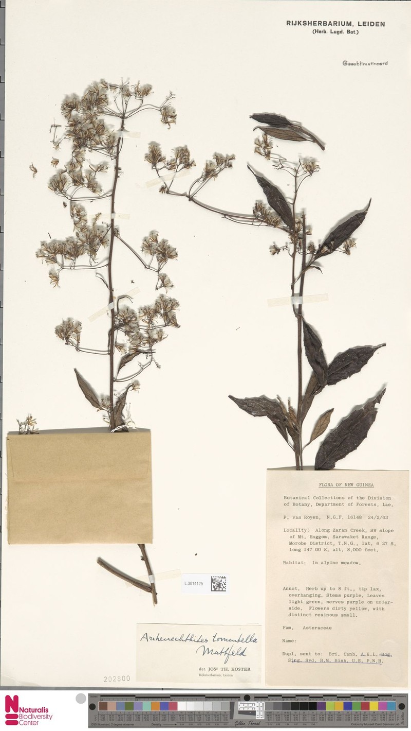 Arrhenechthites tomentellus