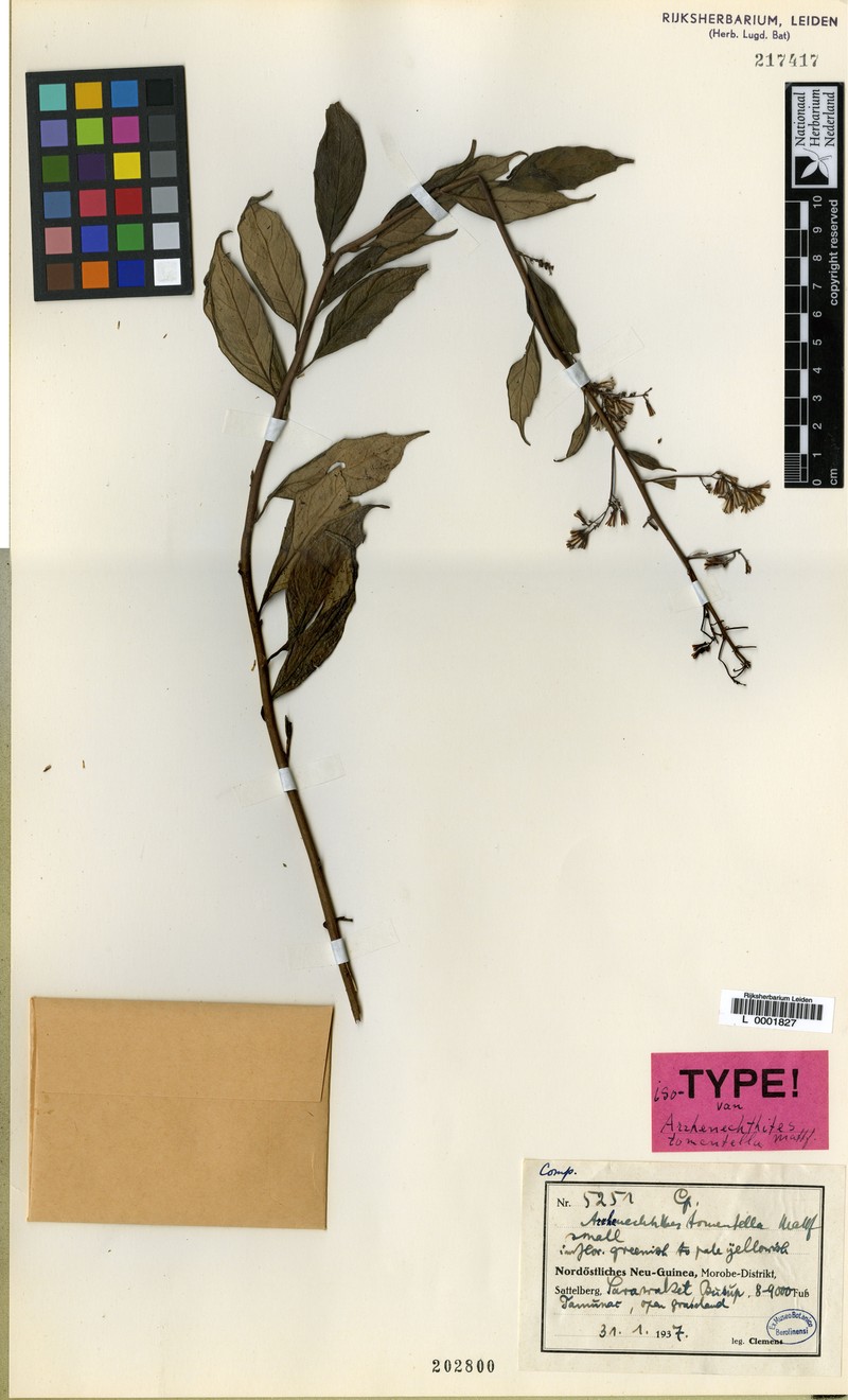 Arrhenechthites tomentellus photo 2