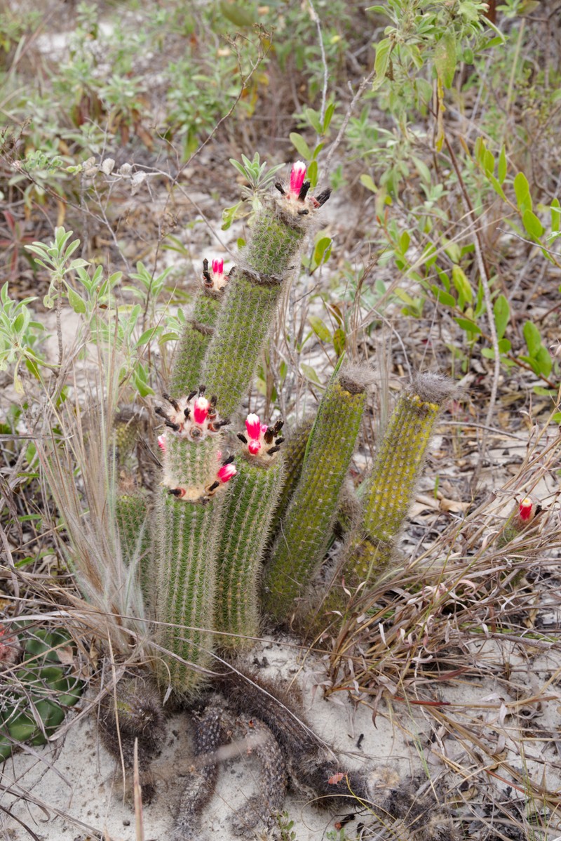 Arrojadoa albiflora photo 3