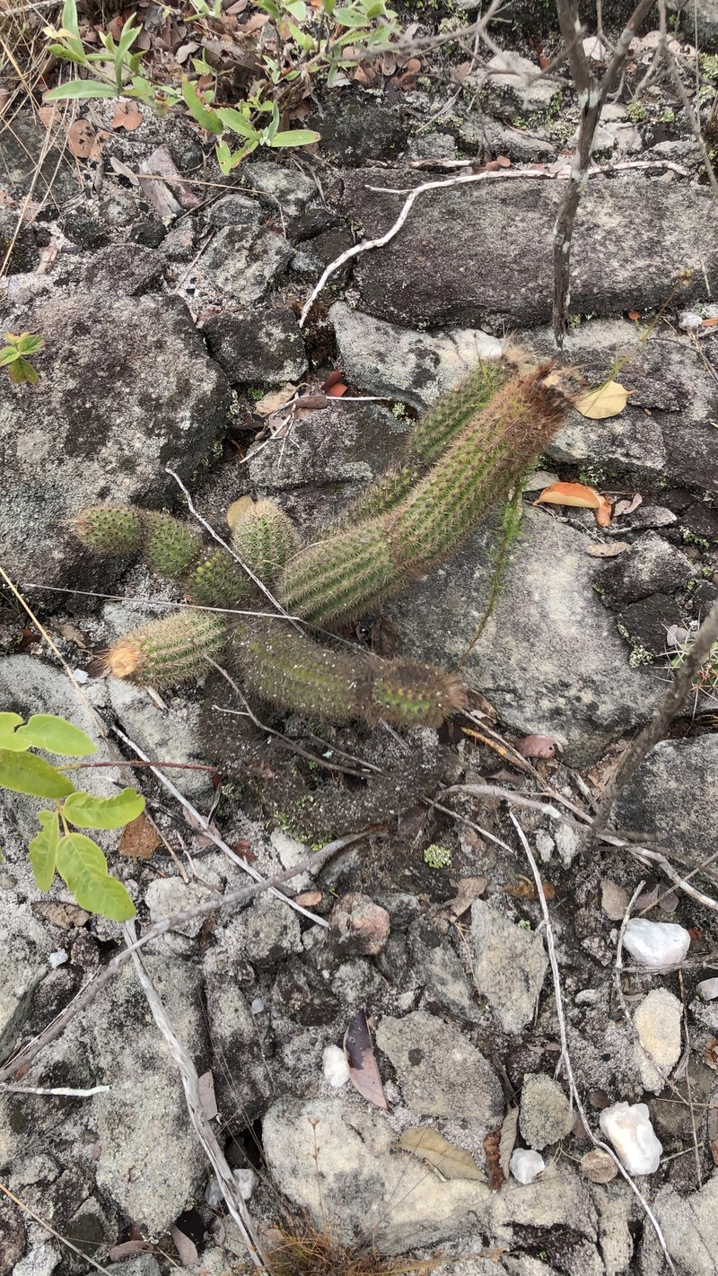 Arrojadoa albiflora photo 4