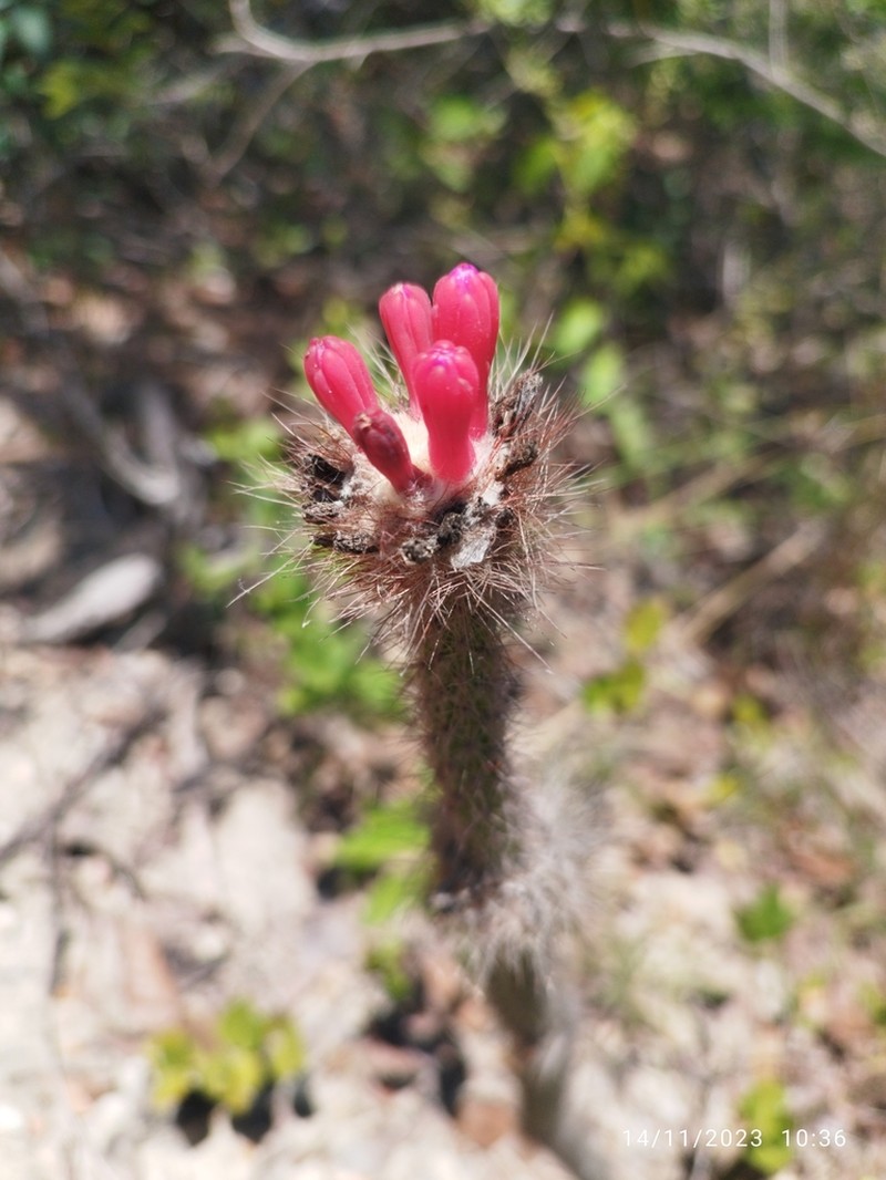 Arrojadoa eriocaulis