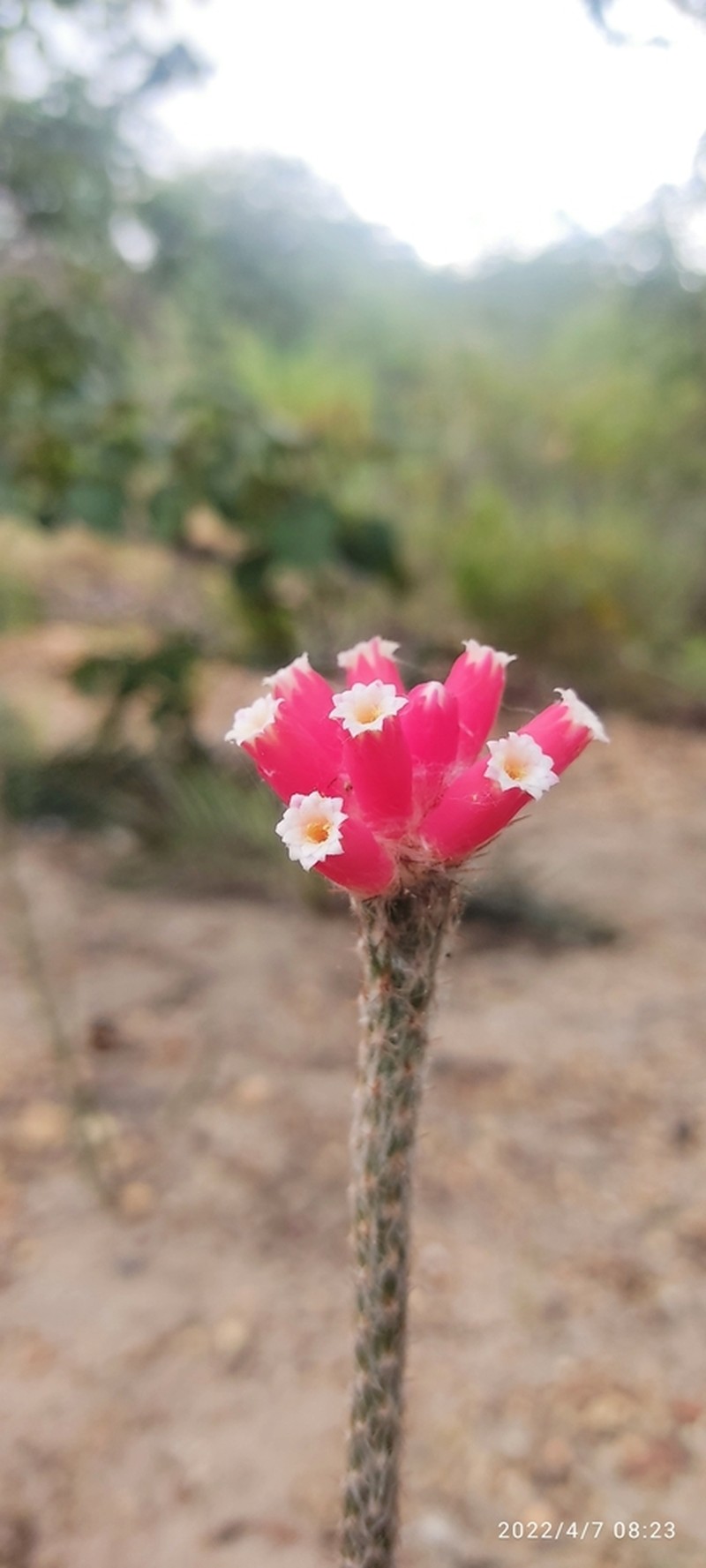 Arrojadoa eriocaulis photo 2