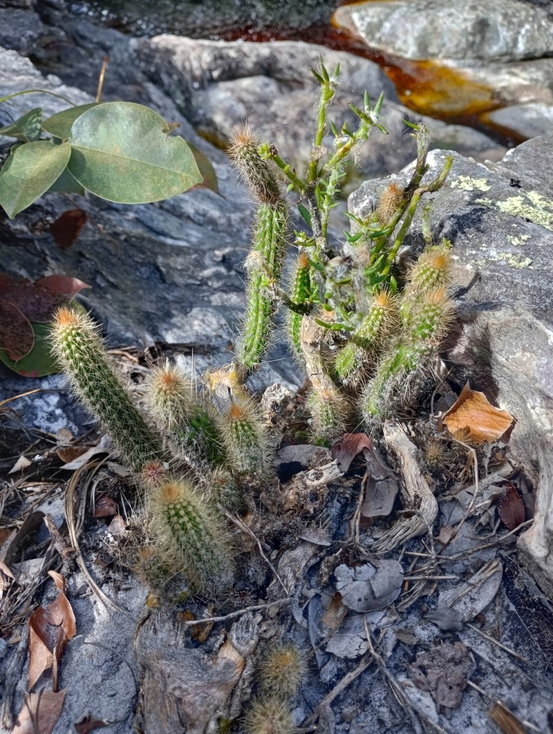 Arrojadoa eriocaulis photo 3