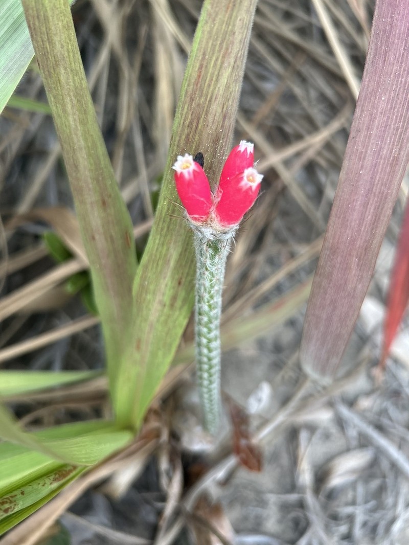 Arrojadoa eriocaulis photo 4