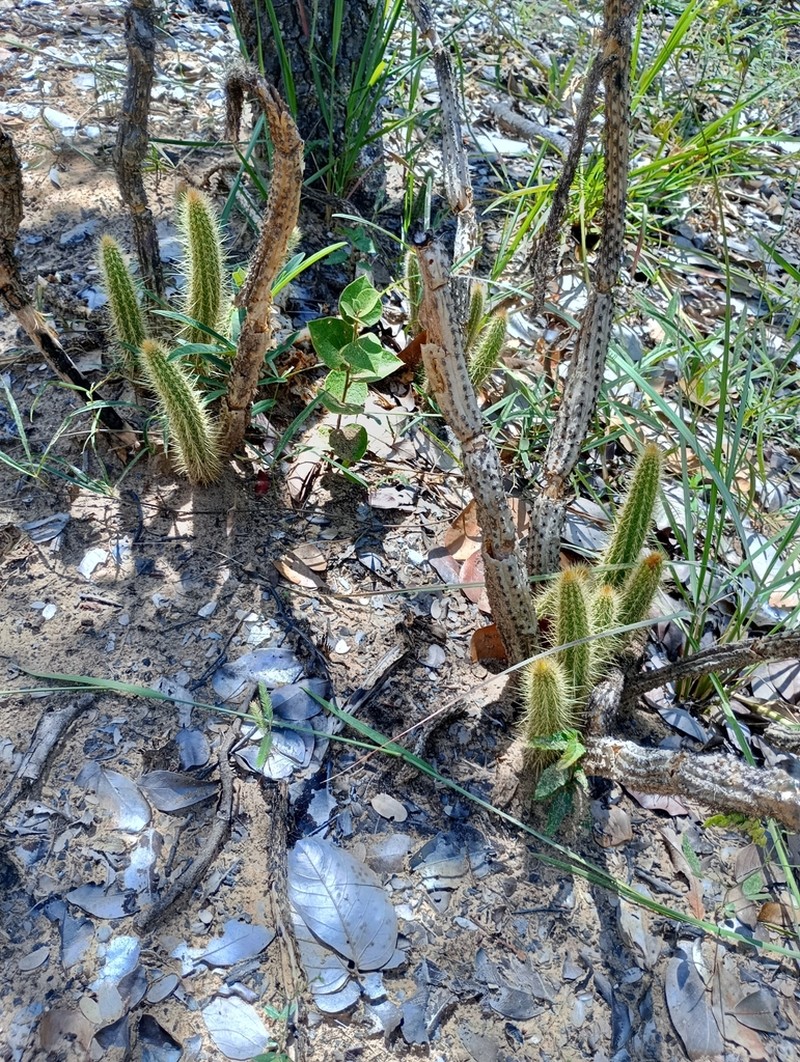 Arrojadoa eriocaulis photo 6