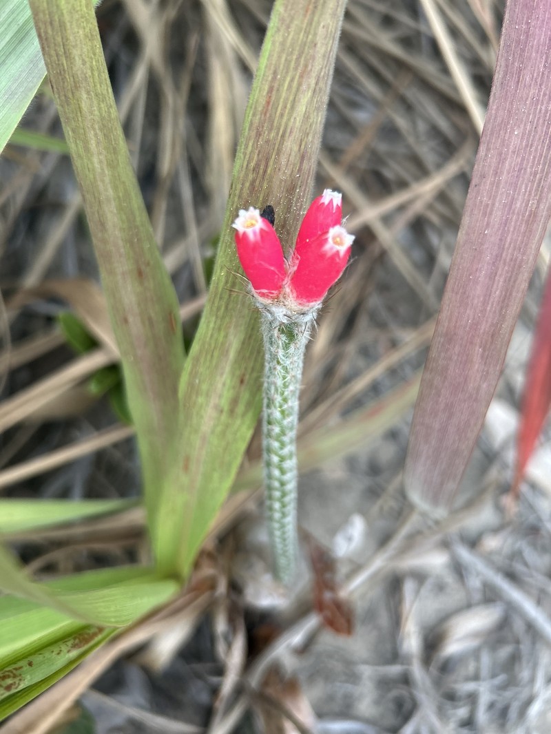 Arrojadoa eriocaulis photo 7