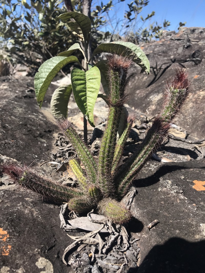 Arrojadoa eriocaulis photo 8