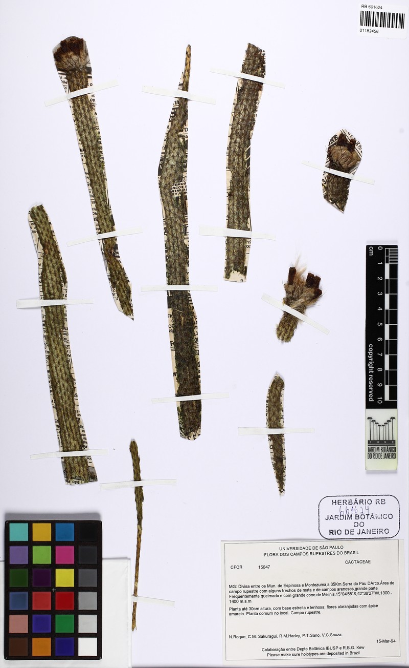 Arrojadoa multiflora