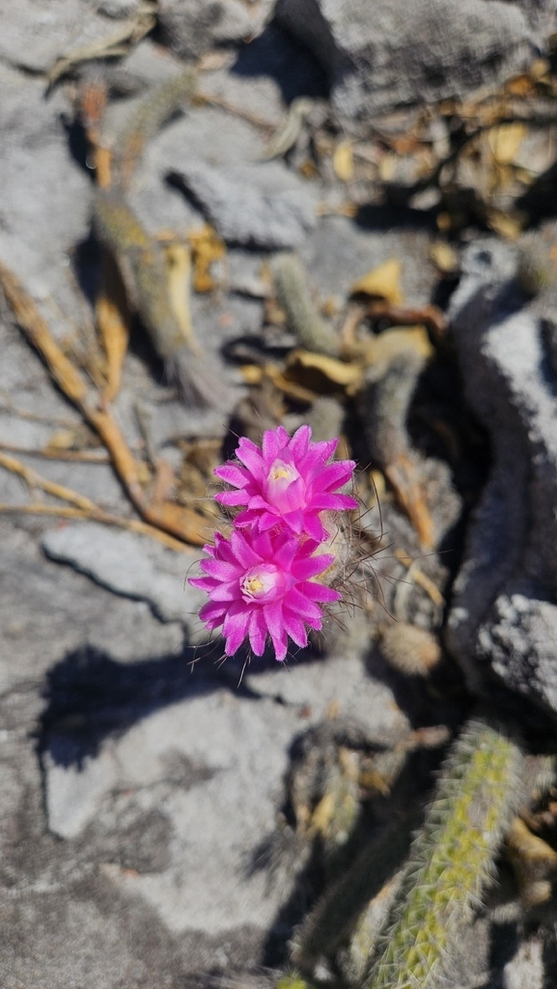 Arrojadoa olsthoorniana
