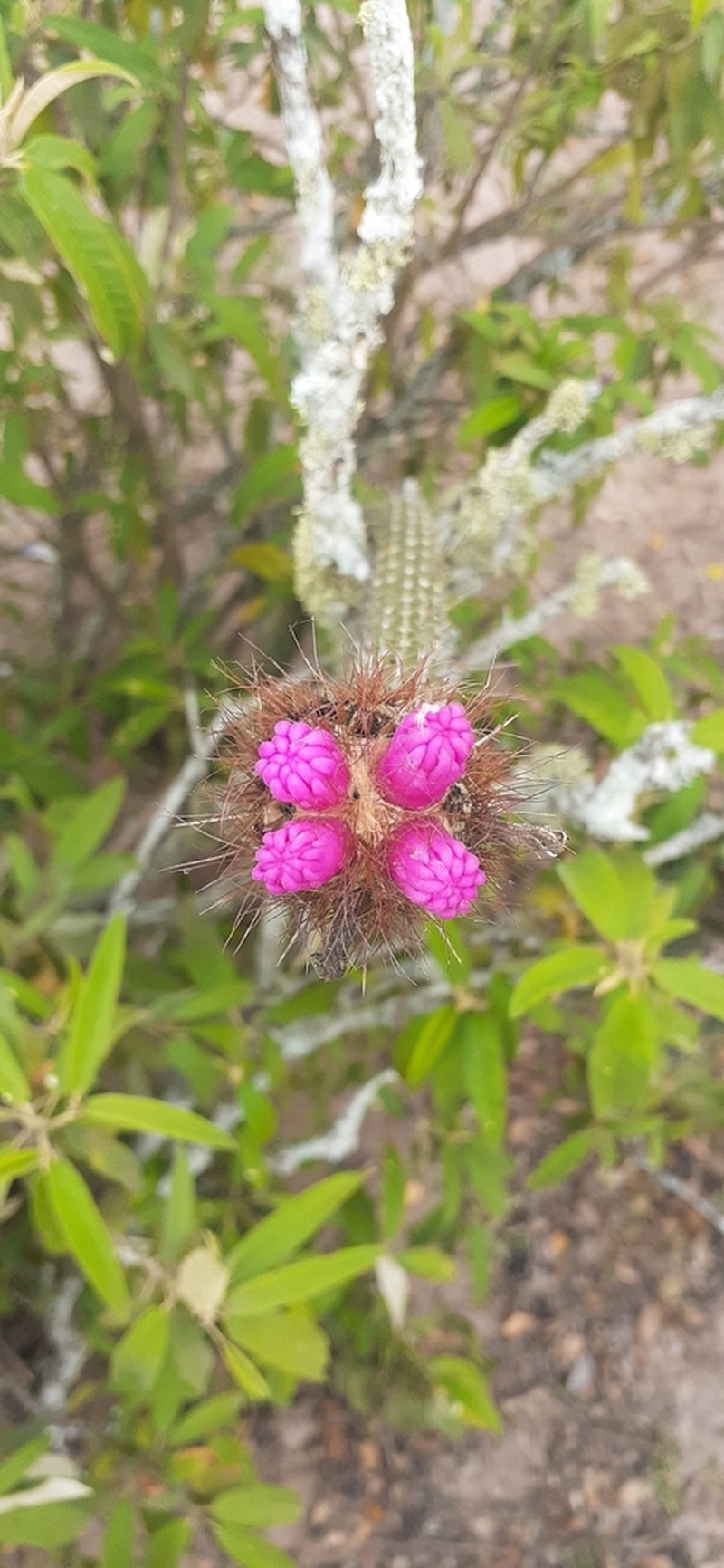 Arrojadoa penicillata