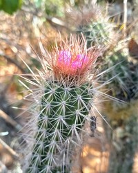 Arrojadoa rhodantha
