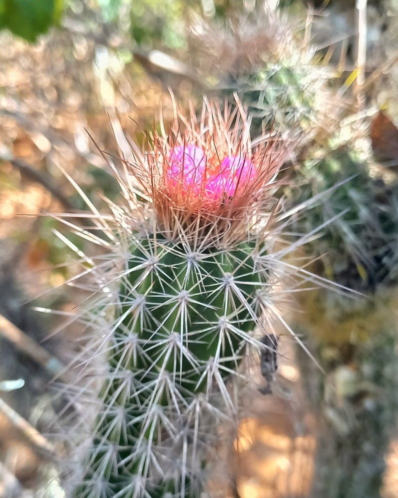 Arrojadoa rhodantha