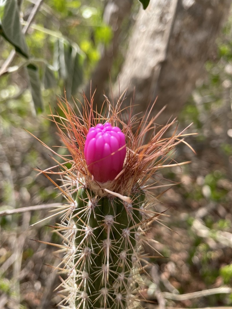 Arrojadoa rhodantha photo 2