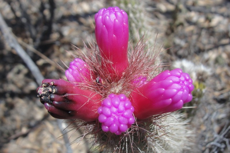 Arrojadoa rhodantha photo 3