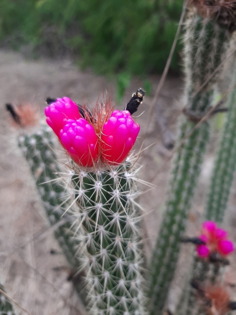 Arrojadoa rhodantha photo 4