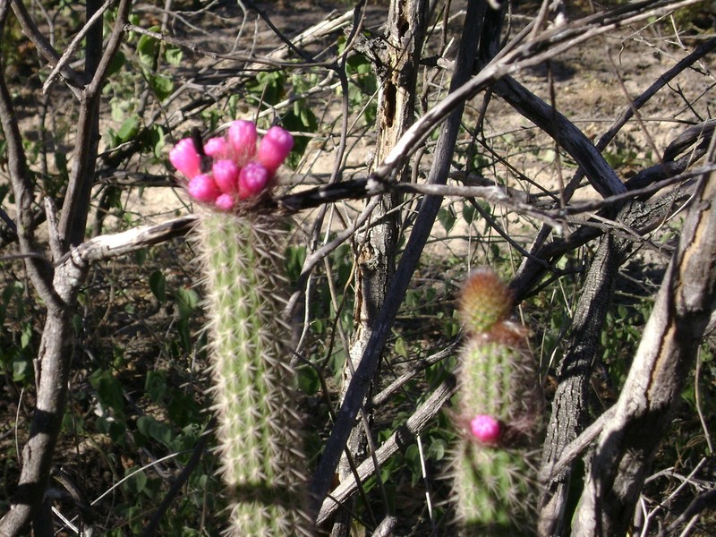 Arrojadoa rhodantha photo 5