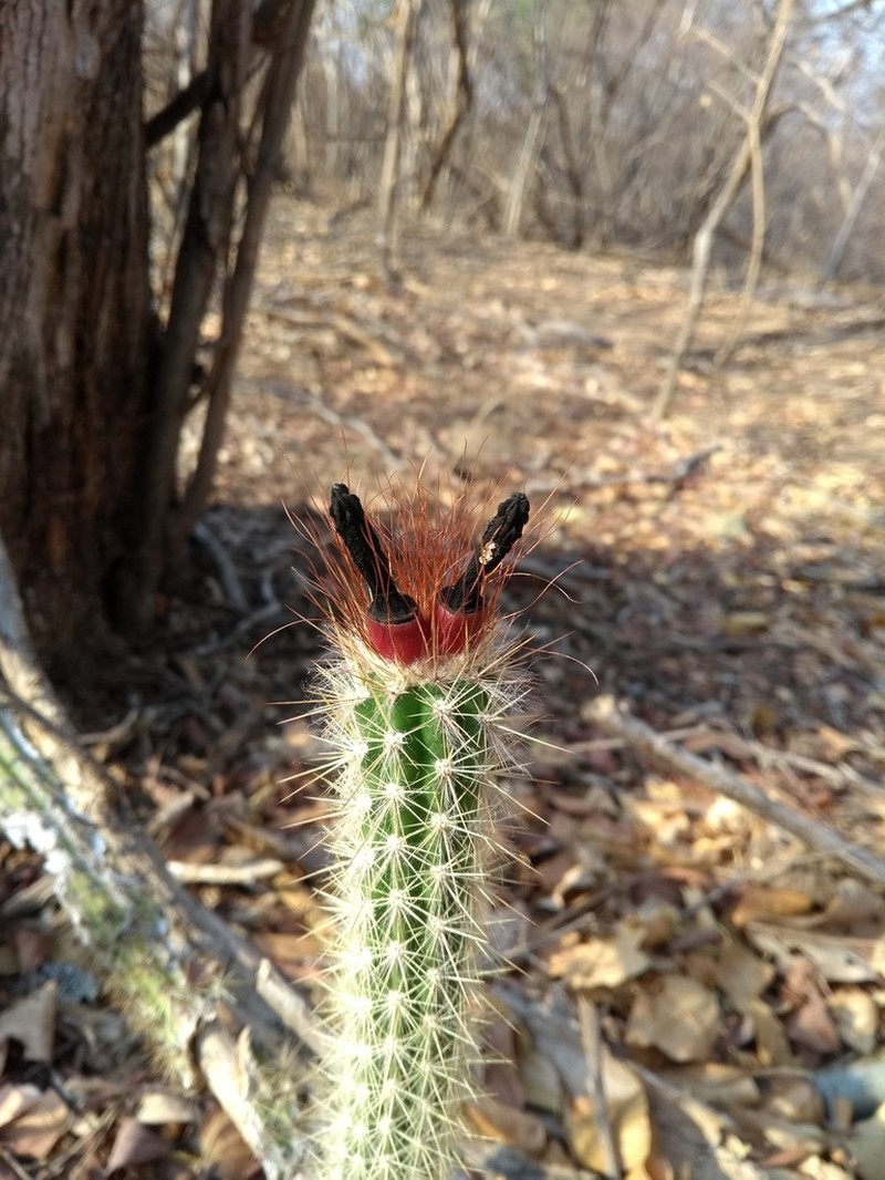 Arrojadoa rhodantha photo 6