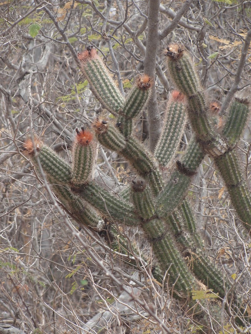 Arrojadoa rhodantha photo 7