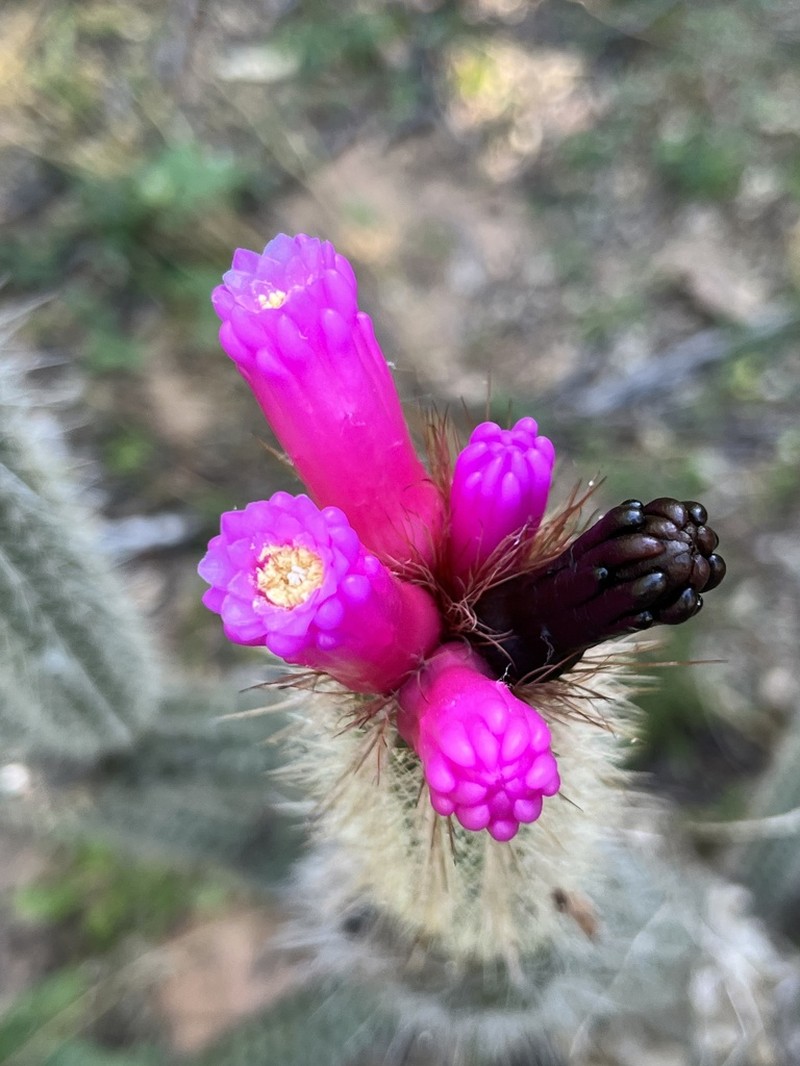 Arrojadoa rhodantha photo 8