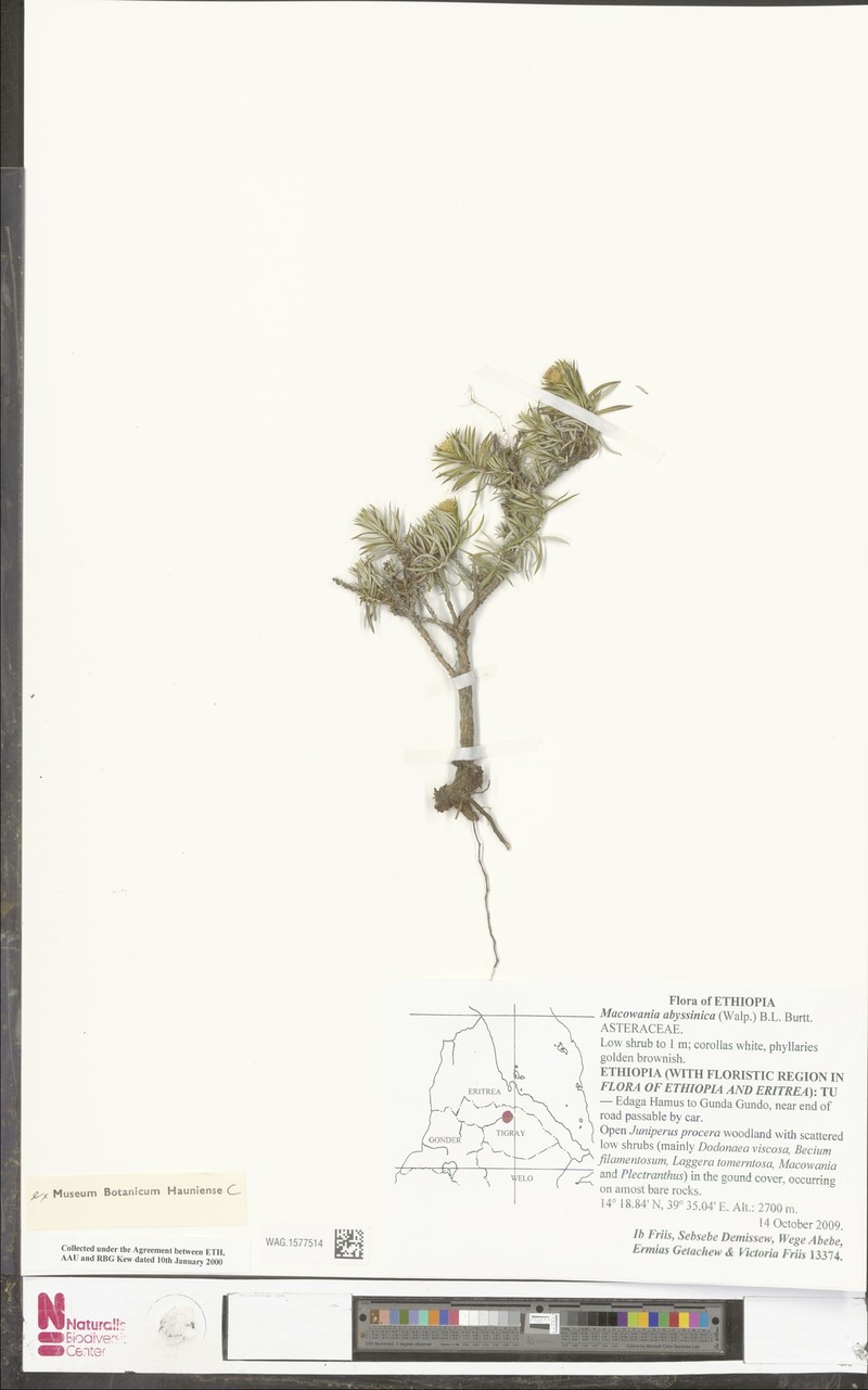 Arrowsmithia abyssinica