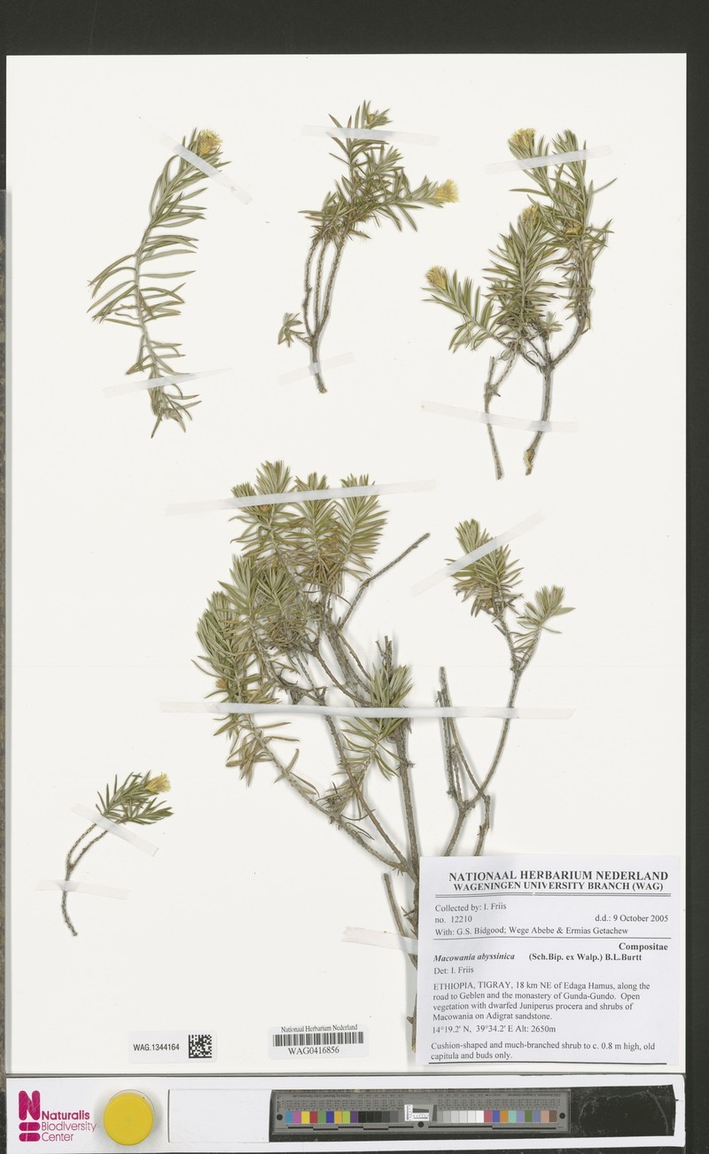 Arrowsmithia abyssinica photo 2