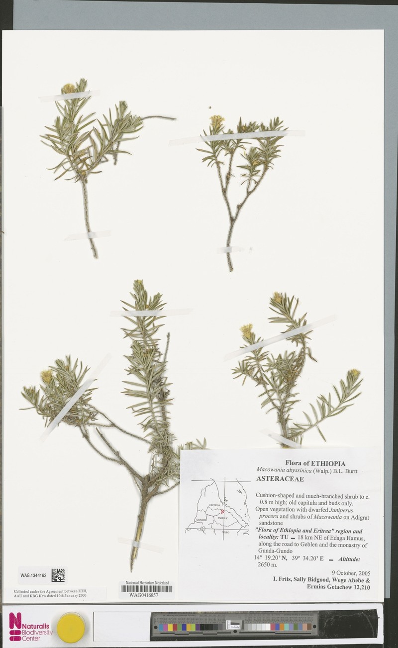 Arrowsmithia abyssinica photo 3