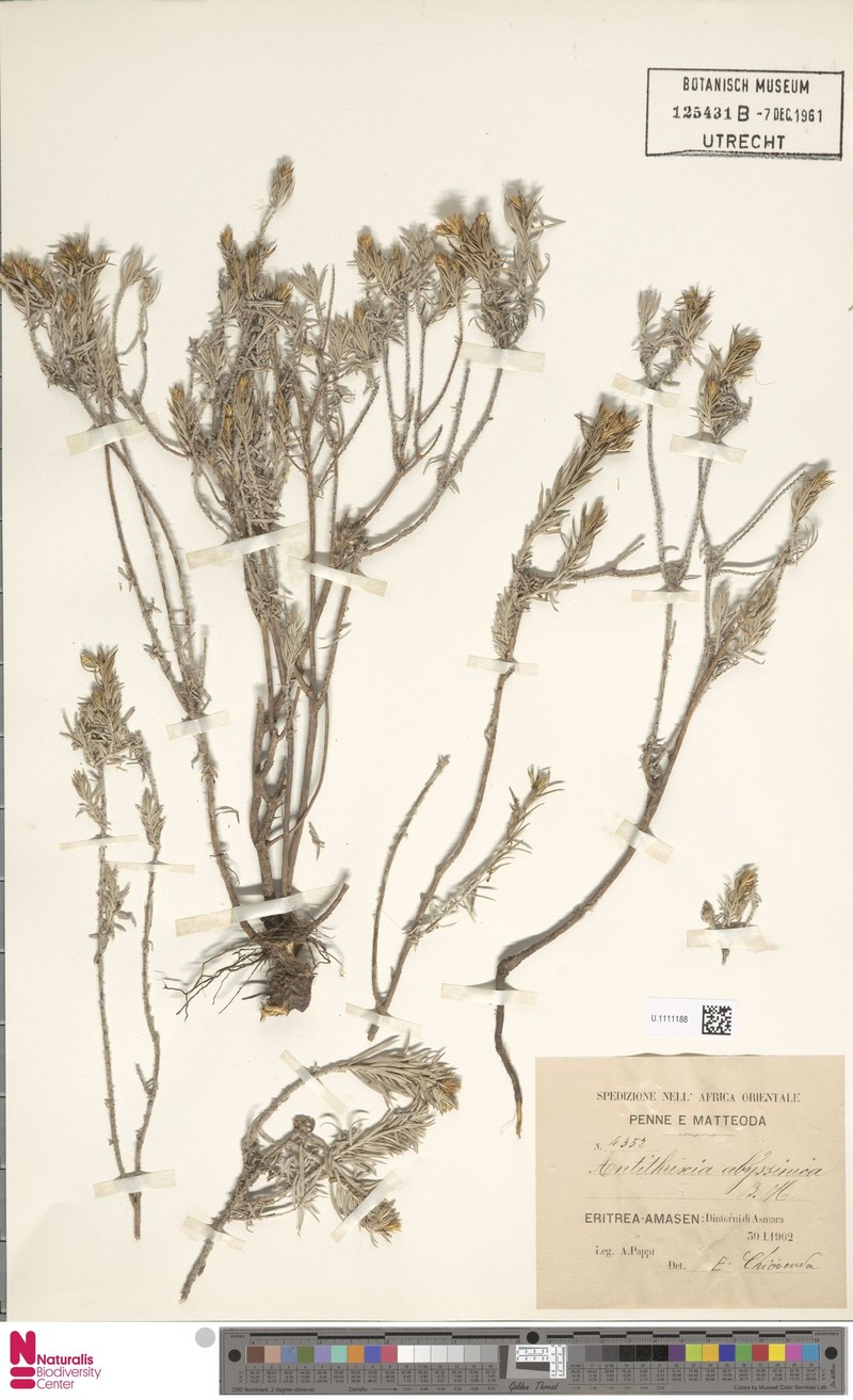 Arrowsmithia abyssinica photo 4