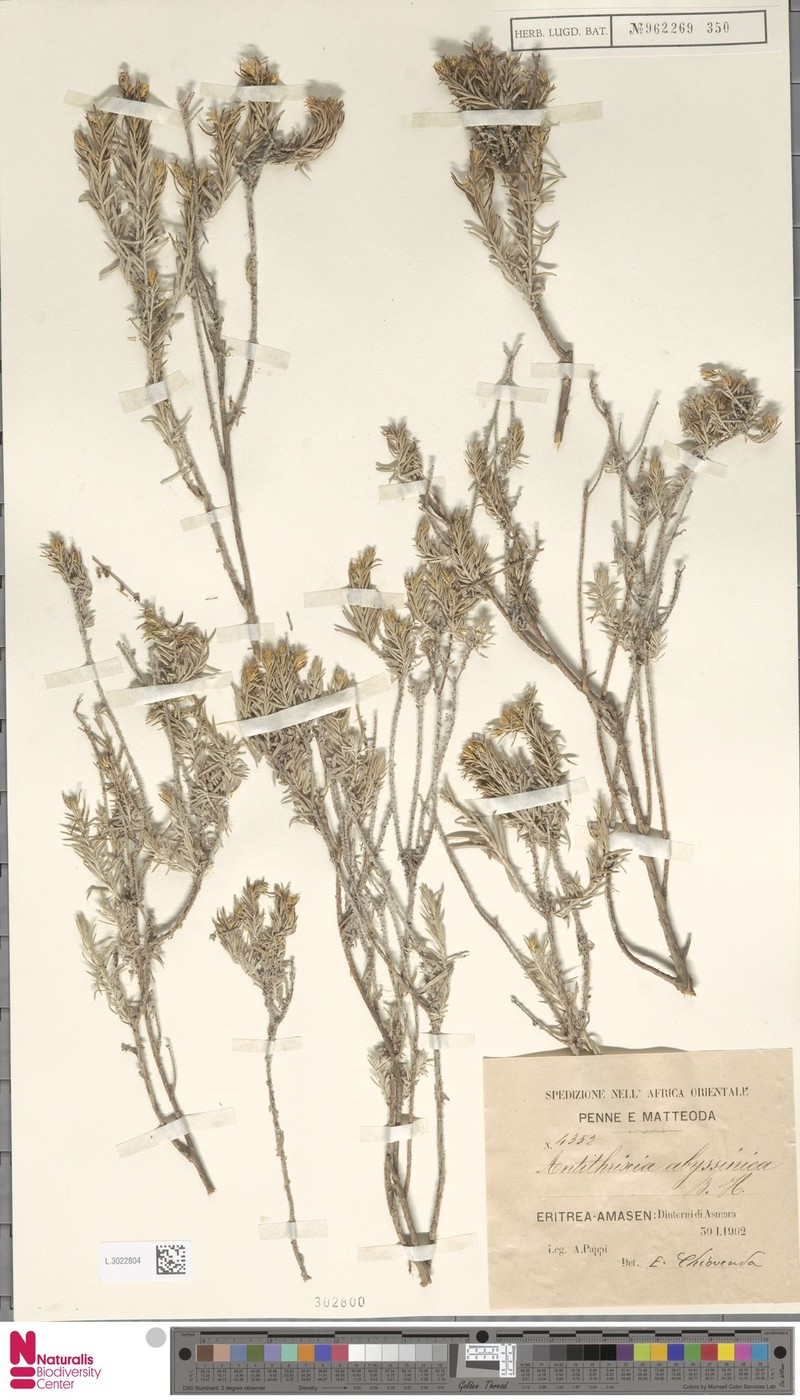 Arrowsmithia abyssinica photo 5