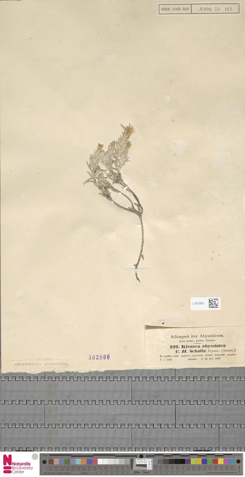 Arrowsmithia abyssinica photo 6