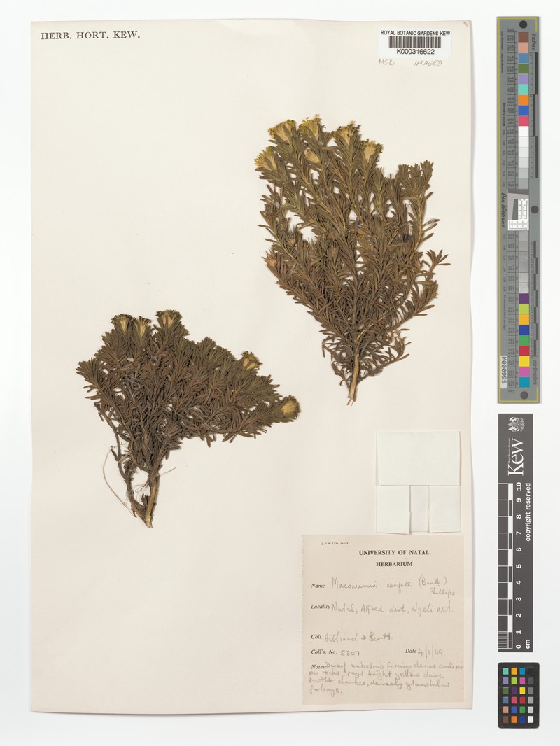 Arrowsmithia conferta photo 4