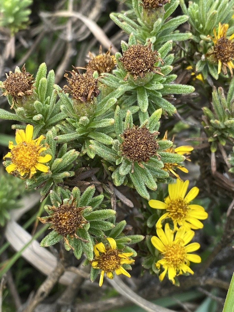 Arrowsmithia conferta