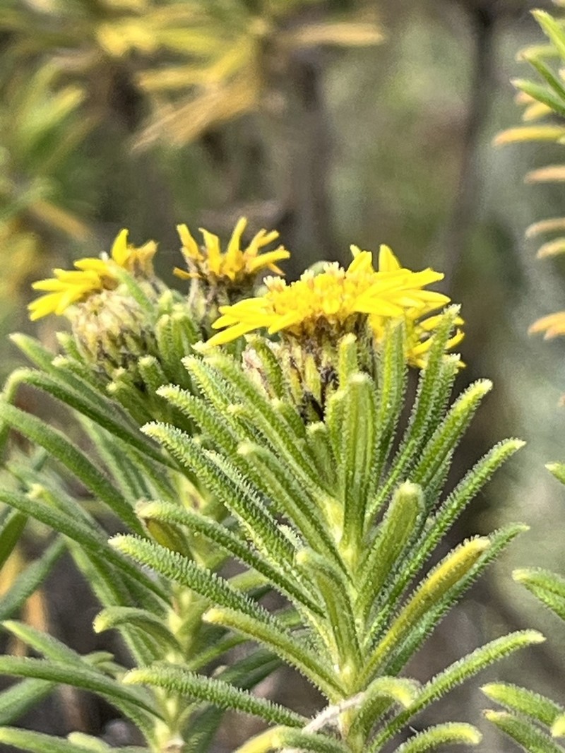 Arrowsmithia corymbosa photo 4