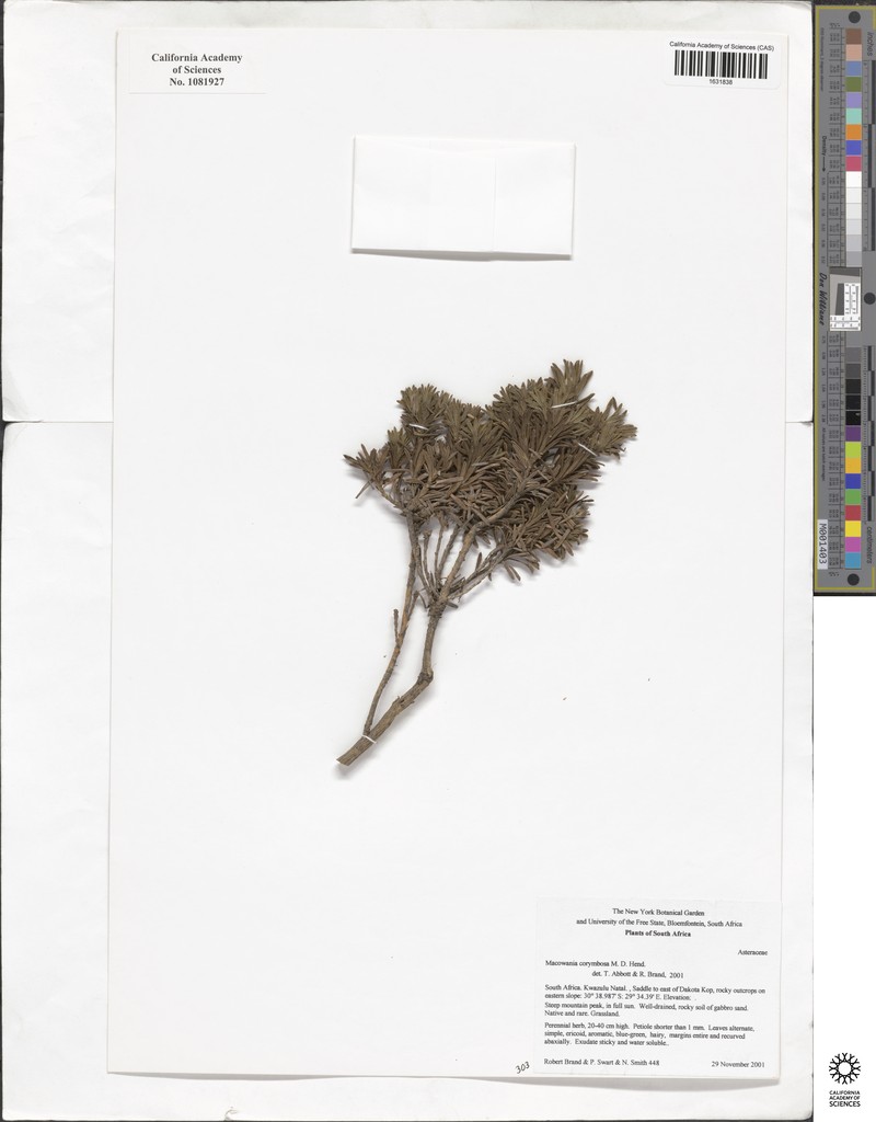 Arrowsmithia corymbosa photo 5